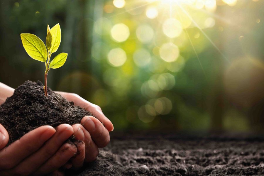 Close Up Plant in Female Hands. Care of the Environment. Ecology concept