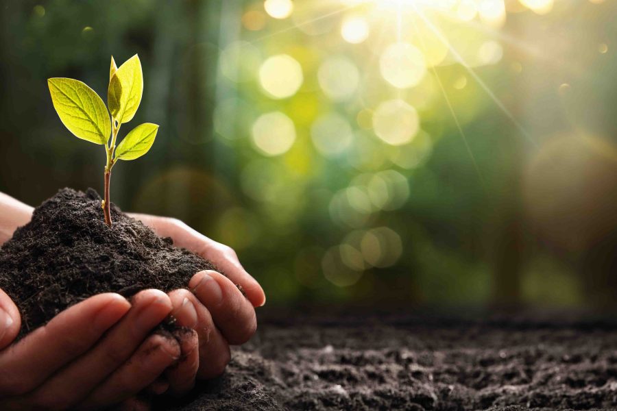Close Up Plant in Female Hands. Care of the Environment. Ecology concept