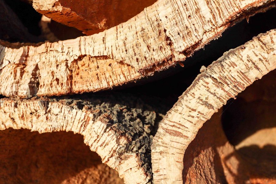 Harvested cork oak bark from the trunk of cork oak tree (Quercus suber) for industrial production of wine cork stopper in the Alentejo region, Portugal