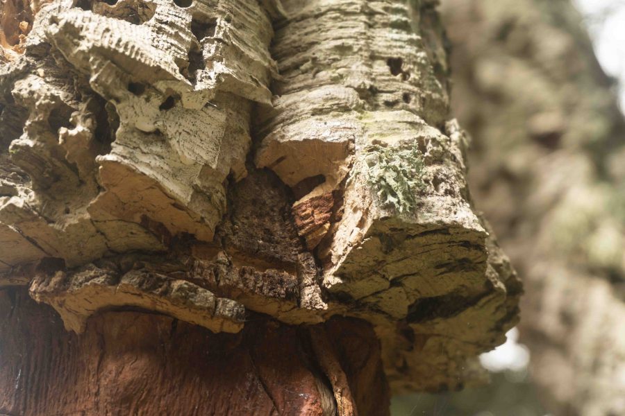 bark of a cork oak; closeup shot