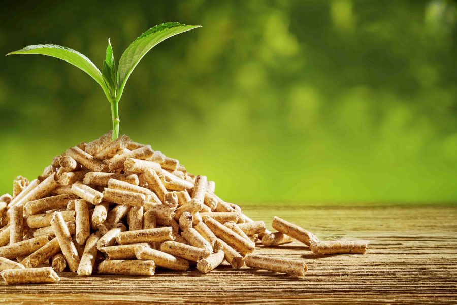 Young seedling sprouting from a pile of wood pellets outdoors on a green background with copy space conceptual of renewable energy and fuel