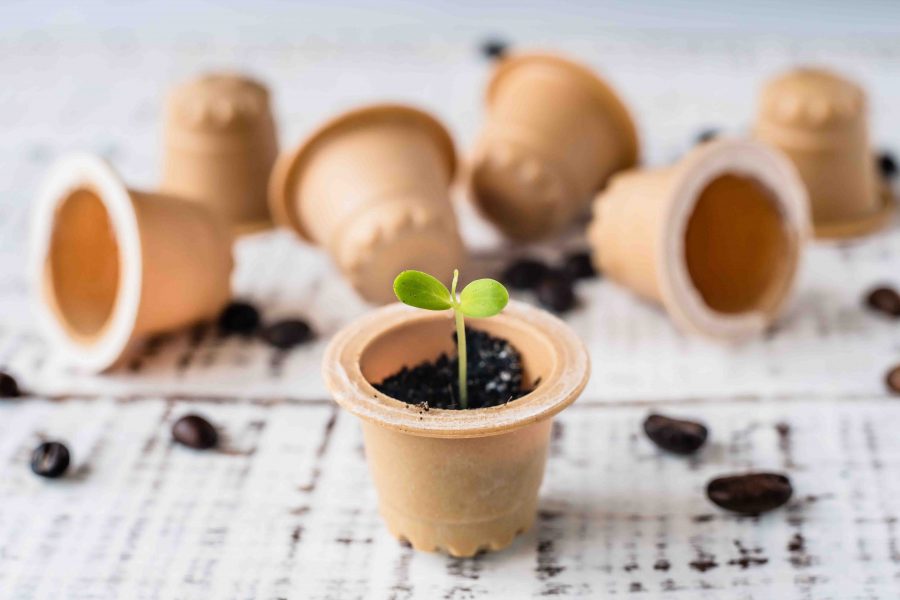 Plant sprout in used composted coffee capsule. Espresso coffee C