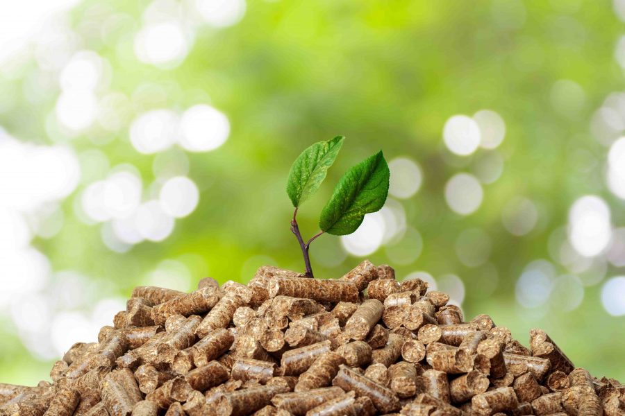 Wood pellets on a green background. Biofuels.