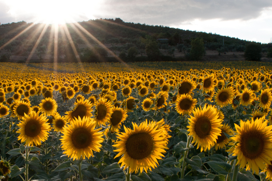 Senza titolo (900 × 600 px) (79)