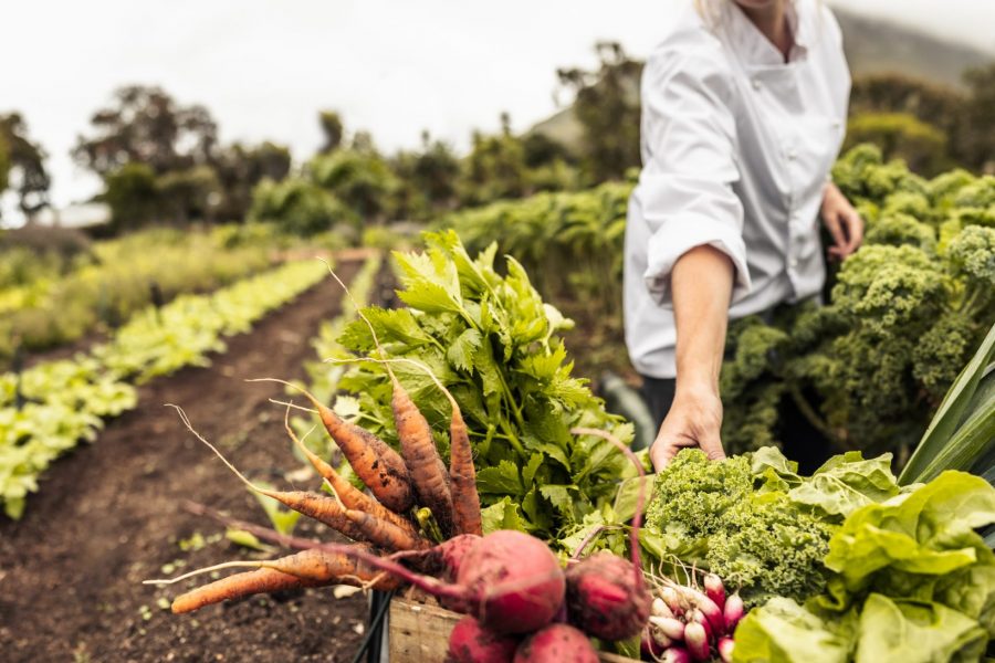 Anonymous chef harvesting fresh vegetables in an agricultural field. Self-sustainable female chef arranging a variety of freshly picked produce into a crate on an organic farm.