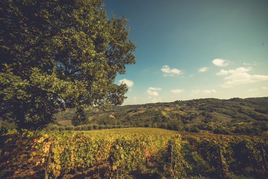 tenute vino masciarelli